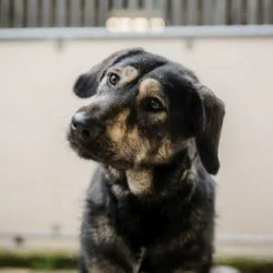 Herdenschutzhund  aus dem Tierheim Würzburg