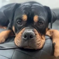 Old English Bulldogge  aus dem Tierheim Hamburg