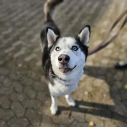 Tierheim Hund Spot wartet auf ein neues Zuhause