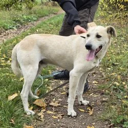 Tierheim Hund Stolzer Ars wartet auf ein neues Zuhause