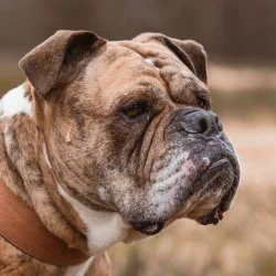 American Bulldogge  aus dem Tierheim Aurich