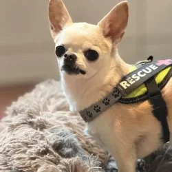Tierheim Hund Taja wartet auf ein neues Zuhause