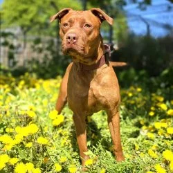 American-Staffordshire-Terrier-Mischling  aus dem Tierheim Hamburg