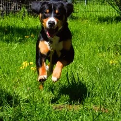 Tierheim Hund Tantor wartet auf ein neues Zuhause