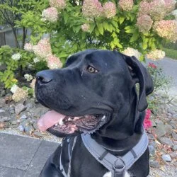 Cane Corso Italiano  aus dem Tierheim Solingen