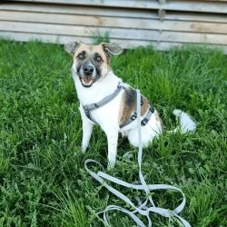 Tierheim Hund Tara wartet auf ein neues Zuhause