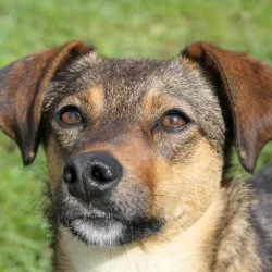 Tierheim Hund Tasha wartet auf ein neues Zuhause