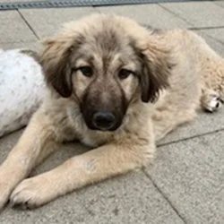 Herdenschutzhundmix  aus dem Tierheim Sinsheim
