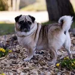 Tierheim Hund Teddy wartet auf ein neues Zuhause