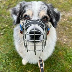 Tierheim Hund Teddy wartet auf ein neues Zuhause