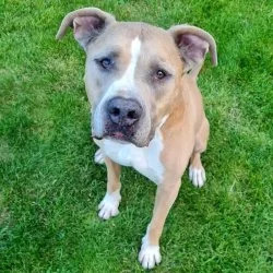 American-Staffordshire-Terrier-Mischling  aus dem Tierheim Hamburg