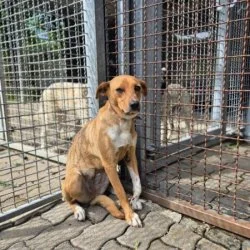Tierheim Hund Tiffani wartet auf ein neues Zuhause