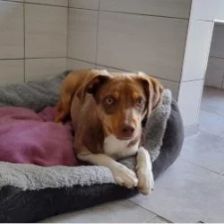 Tierheim Hund Tim wartet auf ein neues Zuhause