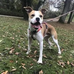 Boxer-Mischling  aus dem Tierheim Worms