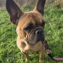 Franz&ouml;sische Bulldogge  aus dem Tierheim Bremerhaven