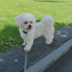 Tierheim Hund Toffee wartet auf ein neues Zuhause