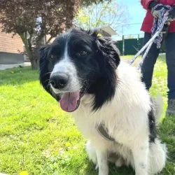 Tierheim Hund Tommy wartet auf ein neues Zuhause