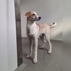 Mischling  aus dem Tierheim Wunsiedel