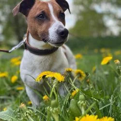 Tierheim Hund Tony wartet auf ein neues Zuhause