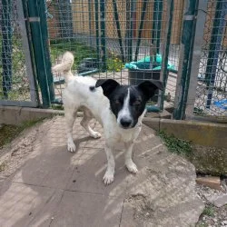 Tierheim Hund Tony wartet auf ein neues Zuhause