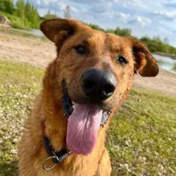 Tierheim Hund Torpe wartet auf ein neues Zuhause
