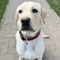Tierheim Hund Travis wartet auf ein neues Zuhause