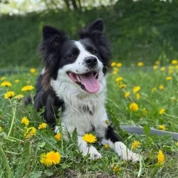 Tierheim Hund Trixie wartet auf ein neues Zuhause