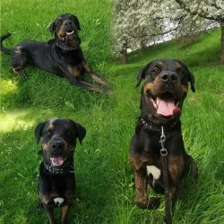 Rottweiler Mischling  aus dem Tierheim Dresden