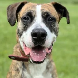 Tierheim Hund Urmel wartet auf ein neues Zuhause