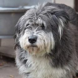 Tierheim Hund Ursa wartet auf ein neues Zuhause