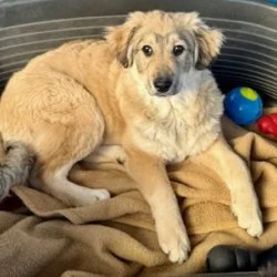 Mischling  aus dem Tierheim Sinsheim