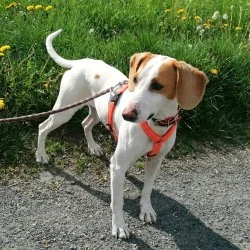 Tierheim Hund Vino wartet auf ein neues Zuhause