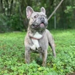Tierheim Hund Willy wartet auf ein neues Zuhause
