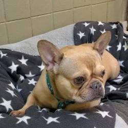 Tierheim Hund Xena wartet auf ein neues Zuhause