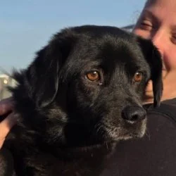 Tierheim Hund Yuri wartet auf ein neues Zuhause