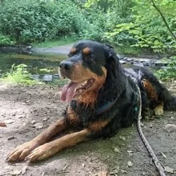 Tierheim Hund Zambayou wartet auf ein neues Zuhause