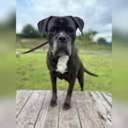 Boxer-Mix  aus dem Tierheim Trier