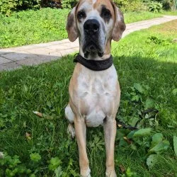 Deutsche Dogge  aus dem Tierheim Suhl