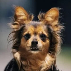 Tierheim Hund Zoey wartet auf ein neues Zuhause