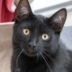 EHK - Hauskatze Friedel aus dem Tierheim Bad Arolsen