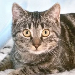 EHK - Hauskatze Mogly aus dem Tierheim Bad Arolsen