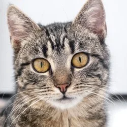 EHK - Hauskatze Monty aus dem Tierheim Bad Arolsen